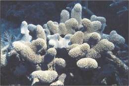 Coral poroso de dedos.jpg