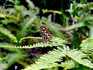 Dicranopteris pectinata.JPG