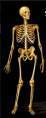 Huesos del cuerpo humano.jpg