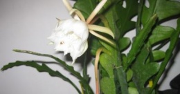 Epiphyllum cartagense123.JPG
