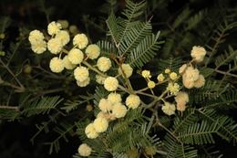 Acacia cangaiensis.jpg