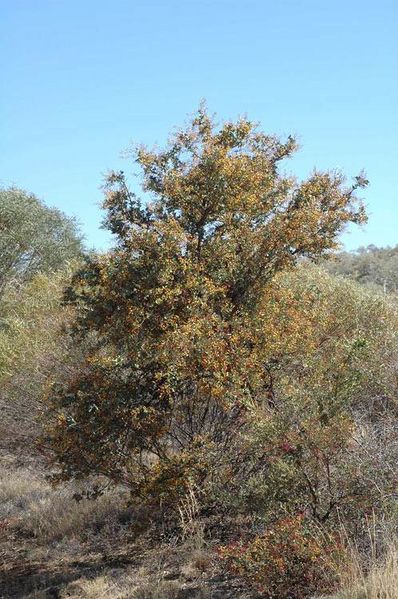 Archivo:Acacia inaequilatera.jpg