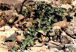 Aristolochia pearcei.jpg
