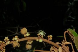 Croton macrobothrys.jpg