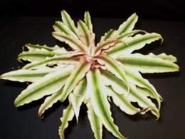 Cryptanthus bivittatus pink starlite (own)2.jpg