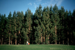 Eucalyptus Globulus Plantation Australia.jpg