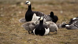 Barnacla de cara blanca.jpg