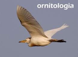 Ornitologia 2.jpg