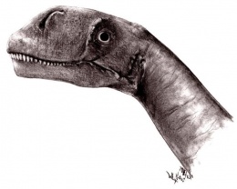 Abrosaurus.JPG