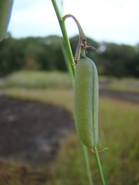 Archivo:Crotalaria spartea 3.jpg