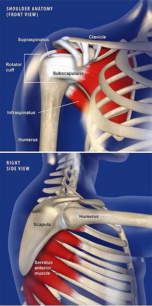 Archivo:Snapping-Scapula-Syndrome.jpg