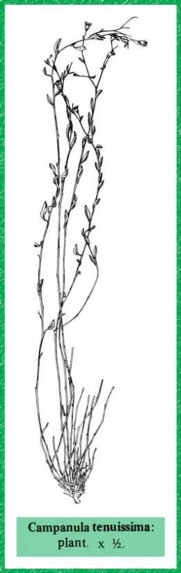 Campanula tenuissima.jpg