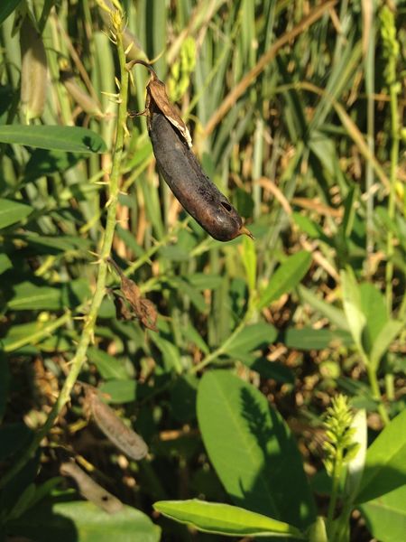 Archivo:Crotalaria vespertilio 2.jpeg