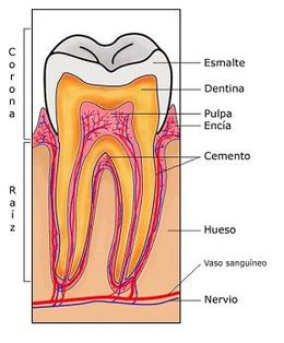 Dentina.jpg