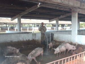 Porcino La Herradura.jpg