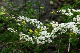 Spiraea prunifolia.jpeg