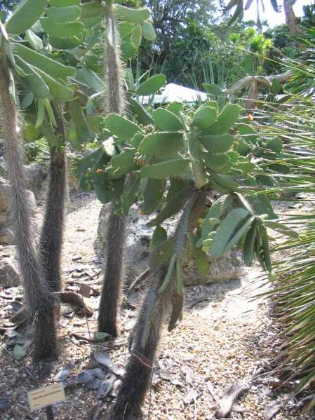 Archivo:Cactus consolea.jpg