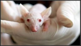 Ratón de laboratorio.jpg