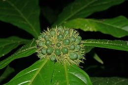 Aegiphila cuneata.jpeg