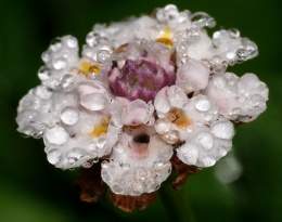 Hierba del mosco.jpg