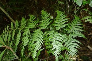 MA I326240 TePapa Saccoloma-firmum-Kuhn preview.jpg