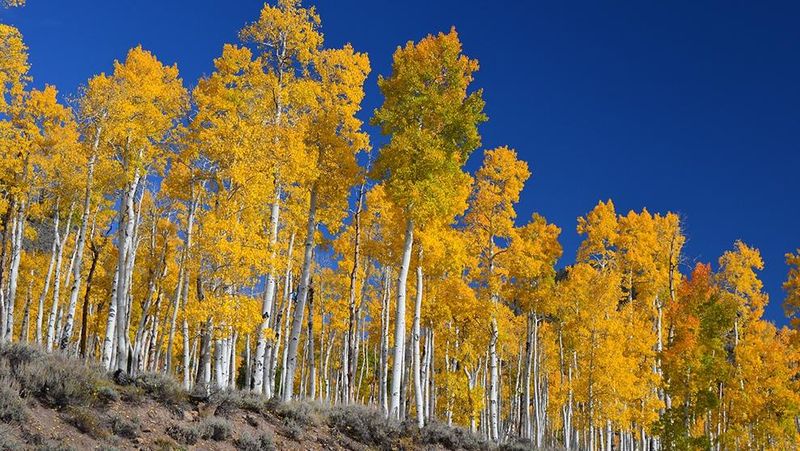 Archivo:Pando 1.jpg