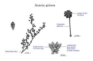 Acacia grisea.jpg