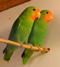 Agapornis Pullariadice.jpg