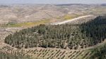 Bosque de israel.jpg