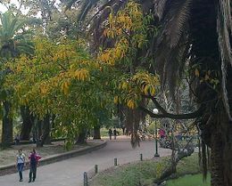 Ficus subcuneata.jpg