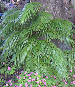 Stenochlaena tenuifolia Moore.png
