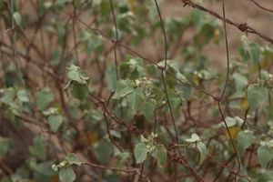 Croton tremulifolius.jpeg