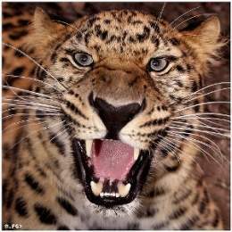 Leopardo amur cazando 122.jpg