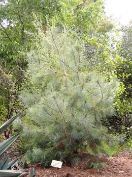 Pinus maximartinezii.JPG