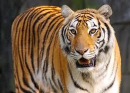 Tigre del sur de china.jpg