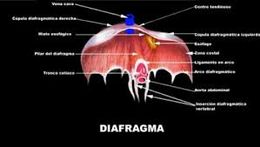 Diafragma.jpg