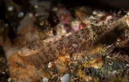 Lepadogaster candolii.jpg