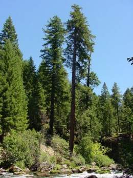 Pinus lambertiana.jpg