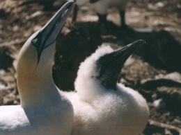 Alcatraz común.jpeg