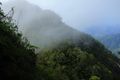 Bosque nublado, vegetación característica de las faldas del pico Turquino.