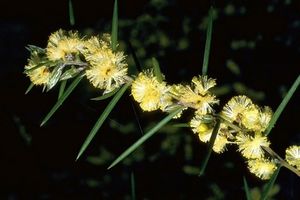 Acacia axillaris.jpg
