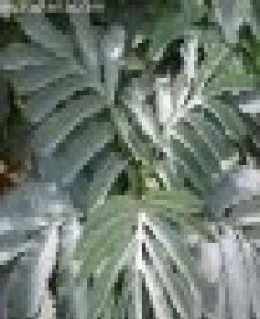 Flor de miel.JPG