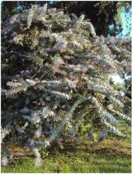 Acaciarubraplanta.jpg