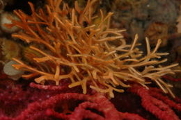 Coralligenous species.jpg