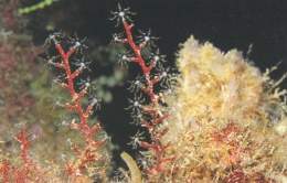 Stereotelesto corallina.jpg