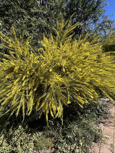 Archivo:Acacia imbricata.jpg