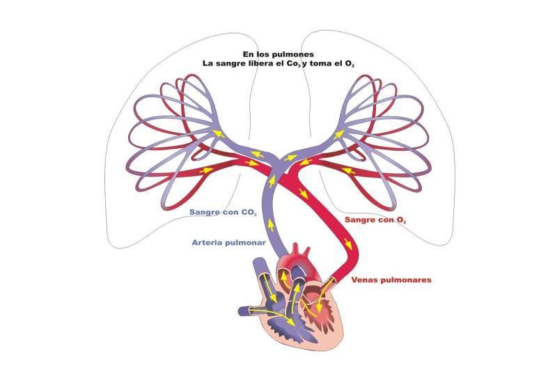 Archivo:Circulacion Pulmonar.jpg