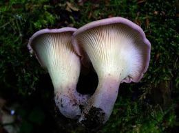 Lentinus torulosus2.jpg