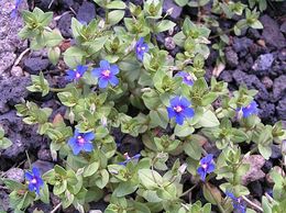 Anagallis arvensis.jpg