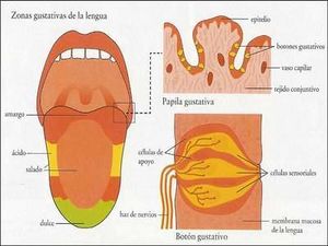Lengua 33.jpg